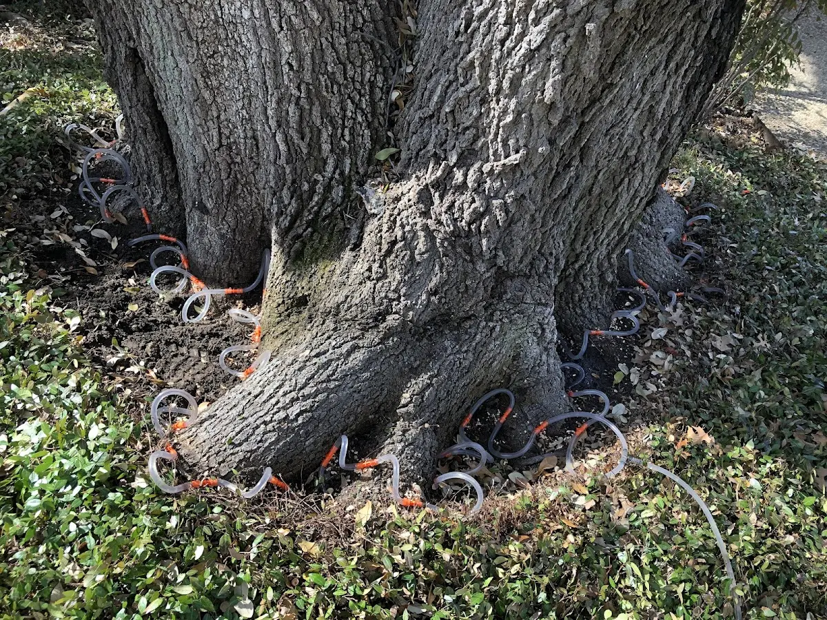 Detailed Tree Cabling and Bracing job site in Dawsonville