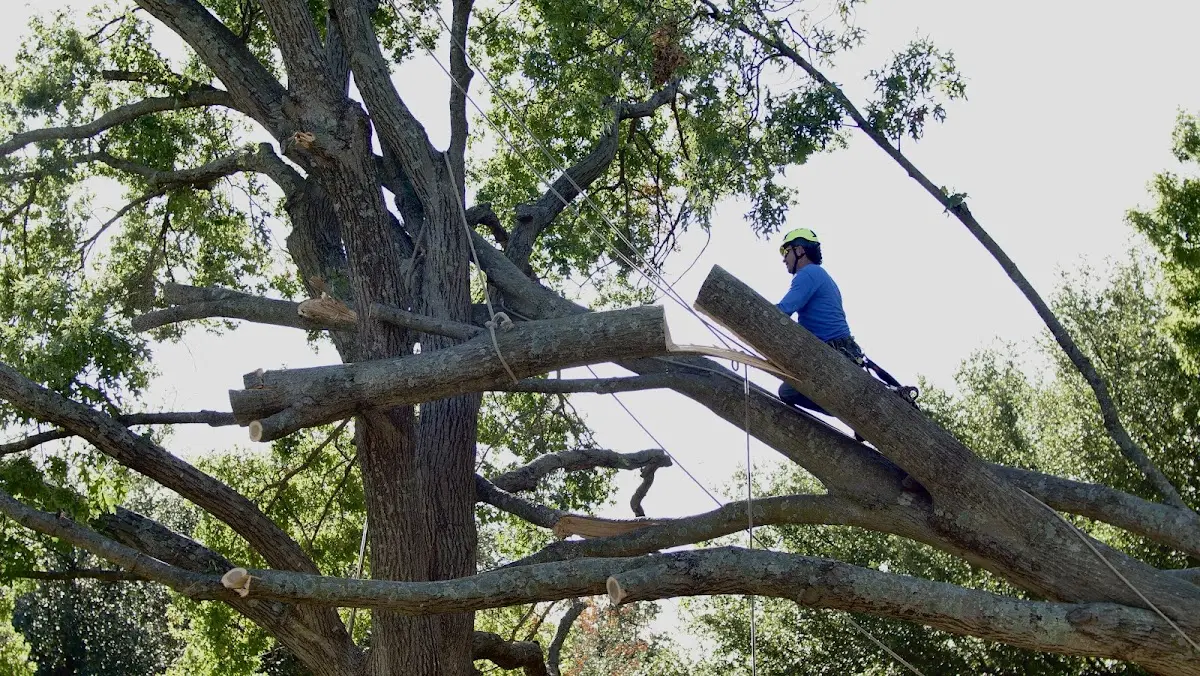 Professional Hazardous Tree Removal performed by certified arborists in Dawsonville